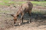 Indochinese sambar deer