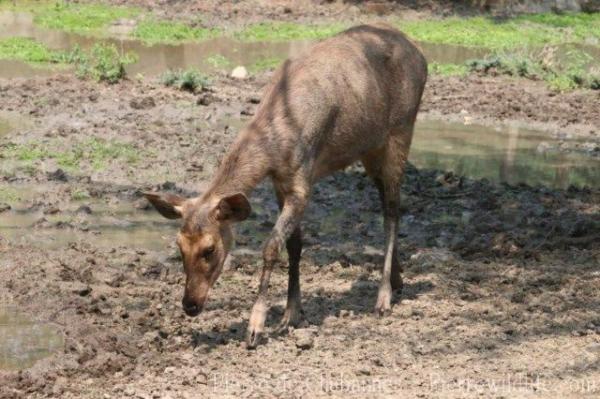 Indochinese sambar deer