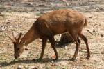 Indochinese sambar deer