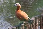 Ruddy shelduck