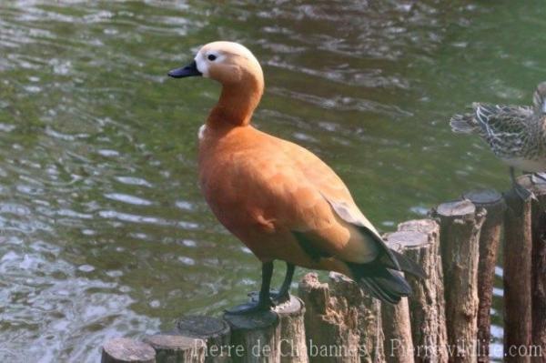 Ruddy shelduck