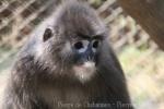 Phayre's leaf monkey