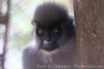 Shortridge's langur