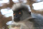 Shortridge's langur