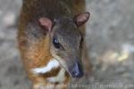 Lesser mousedeer