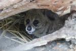 Small indian civet