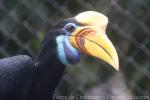 Knobbed hornbill