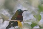 White-flanked sunbird