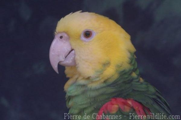 Yellow-headed amazon