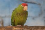 Cordilleran parakeet