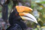 Javan rhinoceros hornbill