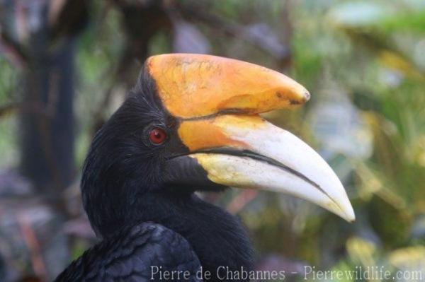 Javan rhinoceros hornbill