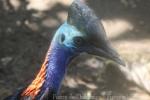 Hybrid cassowary