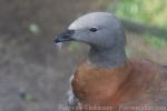 Ashy-headed goose