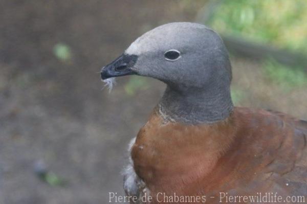 Ashy-headed goose