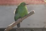 Greater green leafbird