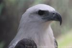 White-bellied sea-eagle