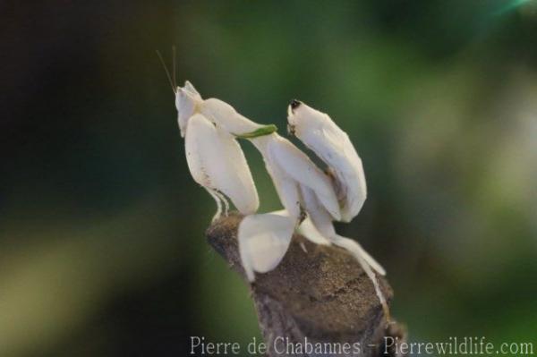 Malaysian flower mantis