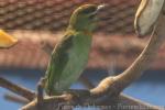 Flame-fronted barbet