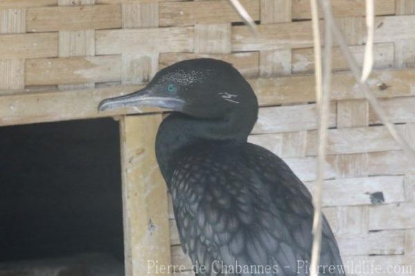 Little black cormorant