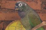 Scaly-headed parrot