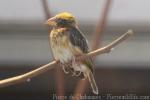 Streaked weaver