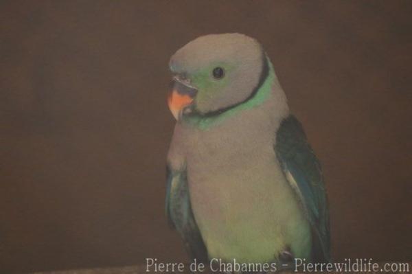 Malabar parakeet
