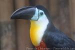 Channel-billed toucan