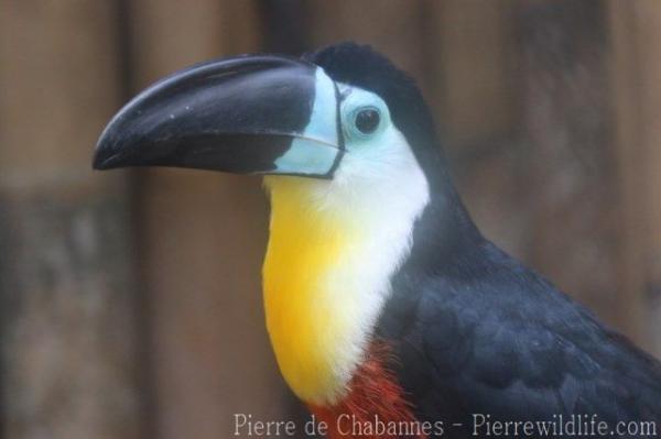 Channel-billed toucan