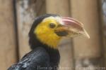 Sulawesi hornbill