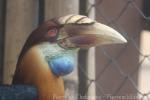 Sumba hornbill