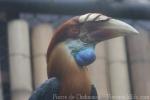 Sumba hornbill