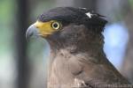 Crested serpent-eagle