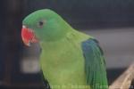 Blue-backed parrot