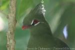 Livingstone's turaco