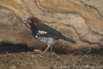 Chestnut-capped thrush