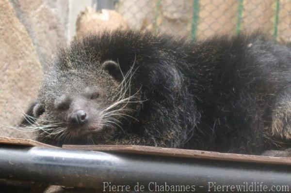 Sumatran binturong