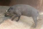 Sulawesi babirusa