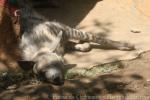 Striped hyaena