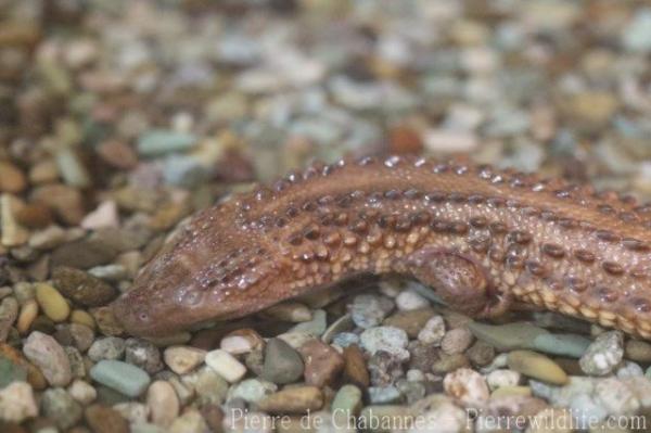 Borneo earless monitor