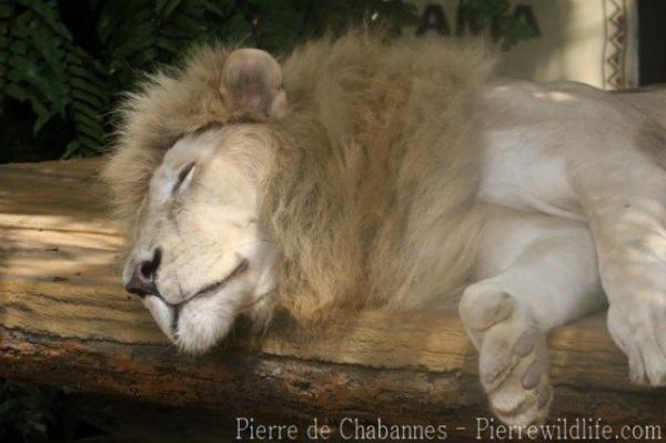 East-African (Transvaal) lion