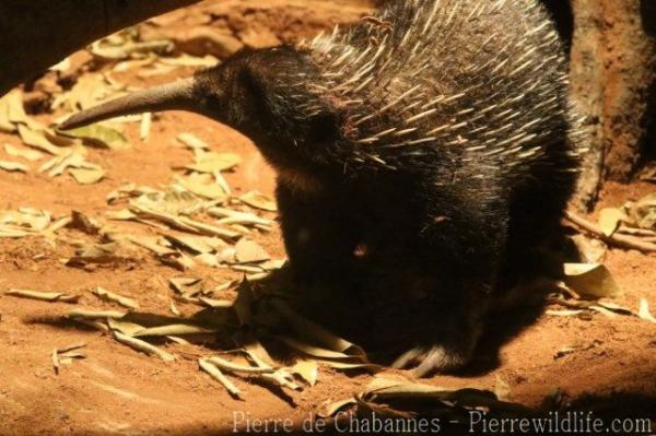 Western long-beaked echidna