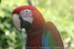 Green-winged macaw