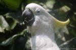 Eleonora cockatoo