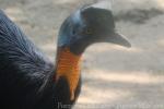 Northern cassowary