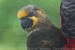 Brown lory