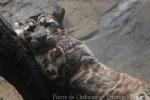 Sunda clouded leopard