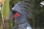 Palm cockatoo