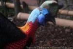 Northern cassowary