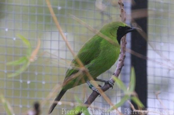 Greater green leafbird